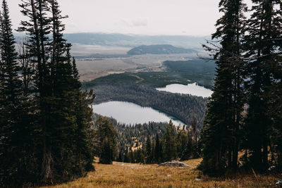 Scenic view of pine trees by mountains against sky