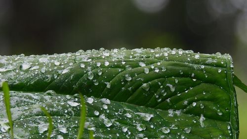 Close-up of wet plant leaves during rainy season