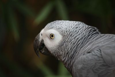 Close-up of eagle