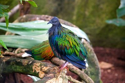 Close-up of bird perching on tree