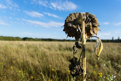 Close-up of wilted sunflower on field against sky