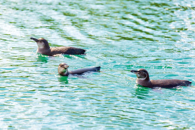 Side view of water birds swimming in lake