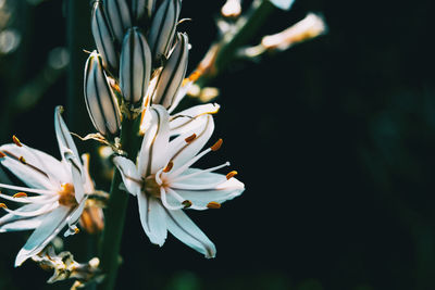 Close-up of white flowering plant