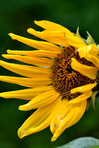 Close-up of yellow flower blooming outdoors
