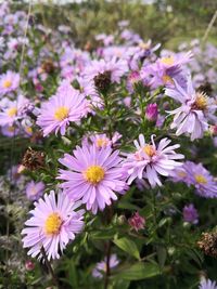 Close-up of pink flowering plants