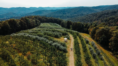 High angle view of trees on field