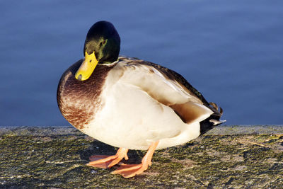 Close-up of duck