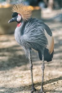 Close-up of a bird