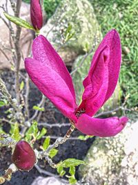 Close-up of butterfly on pink flower