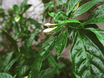 Close-up of wet plant