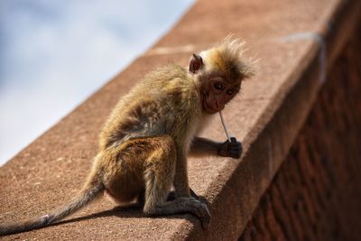 Portrait of young man eating while sitting on wall