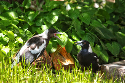 High angle view of birds perching on plants