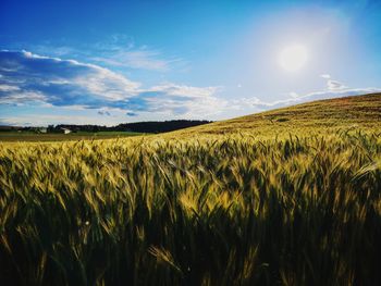 Scenic view of agricultural field against sky