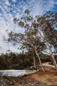 Scenic view of trees growing on field against sky