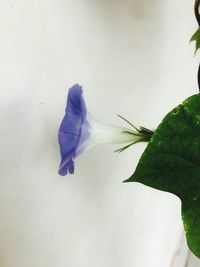 Close-up of purple flowering plant