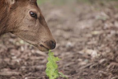 Close-up of a deer