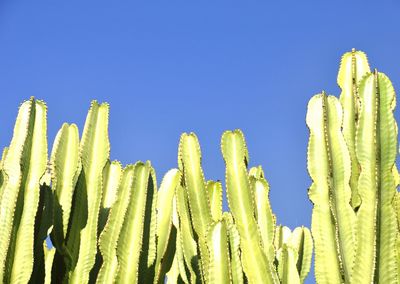 Low angle view of fresh cactus against clear blue sky