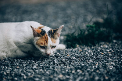 Close-up of a cat lying on road