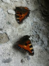 Butterfly on flower