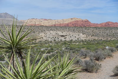 Red rock nationalpark plants growing on landscape against sky