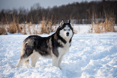 Dog standing on snow covered land