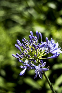 Close-up of purple flowering plant