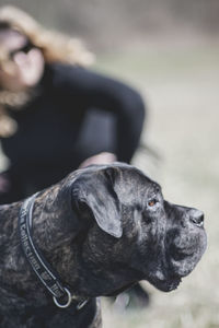 Close-up of cane corso looking away outdoors