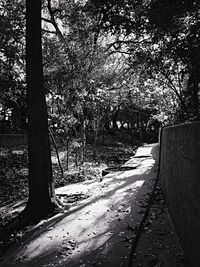 Trees in park