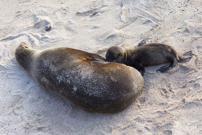 High angle view of animal lying on sand