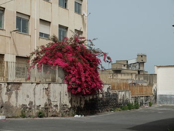 Flower tree outside house against sky