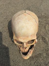 High angle view of human skull