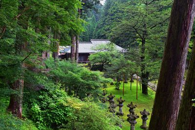 Trees and plants growing outside house in forest