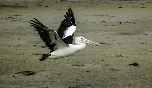 Close-up of bird flying over water