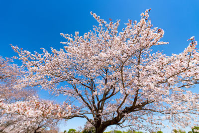 Low angle view of cherry blossom tree against blue sky