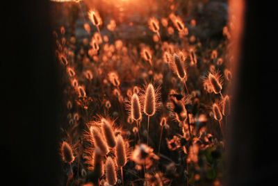 Close-up of flowers against blurred background