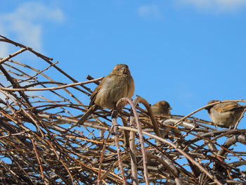 Low angle view of owl perching on blue sky