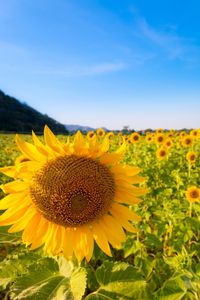 Close-up of sunflower on field against sky