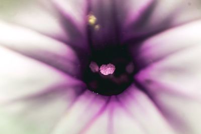 Close-up of fresh pink flower blooming outdoors
