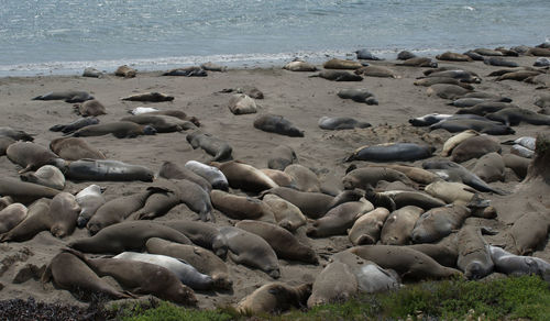 High angle view of seals sleeping at beach