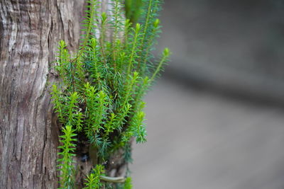 Close-up of moss growing on tree trunk