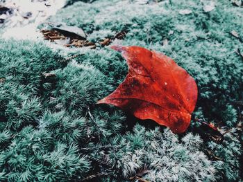 Close-up of dry leaf on snow covered field