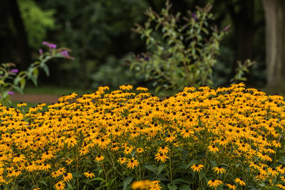 Close-up of yellow flowering plant