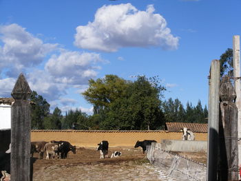 Sheep grazing on landscape