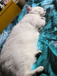 High angle view of cat relaxing