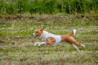 Basenji dog in white shirt running and chasing lure in the field on coursing competition