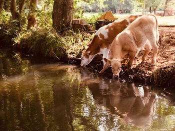 Cow drinking water in a lake