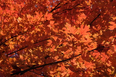 Close-up of maple leaves on tree during autumn