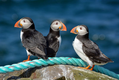 Close-up of puffin perching on rope