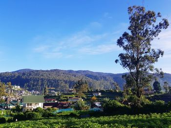 Trees and townscape against sky