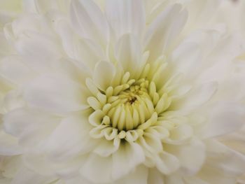 Close-up of white dahlia